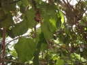 Ficus platyphylla
