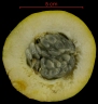 Passiflora ambigua