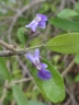 Vitex gardneriana