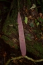 Chidlowia sanguinea