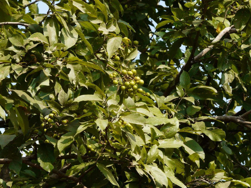 Sapindus trifoliatus
