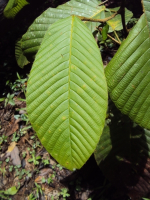 Dipterocarpus bourdillonii