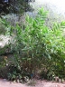 Thysanolaena latifolia