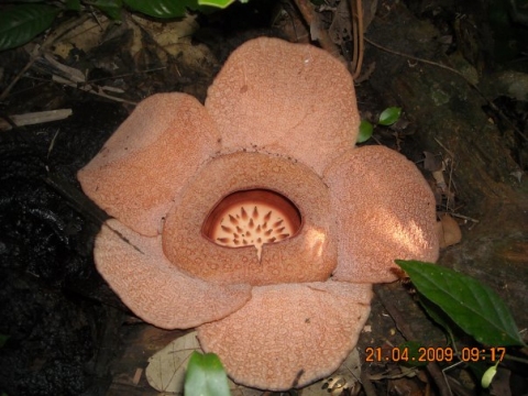 Rafflesia patma