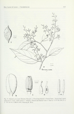 Dialium procerum