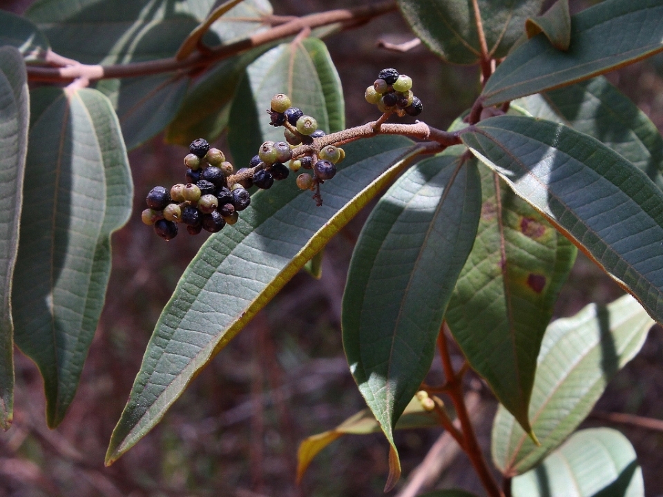 Miconia rubiginosa