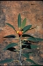 Ficus platypoda