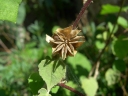 Abutilon abutiloides