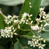 Cordia eriostigma