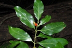 Aidia racemosa