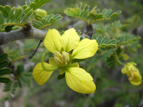 Senna meridionalis