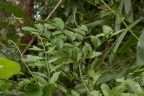 Dacrycarpus imbricatus