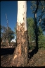 Eucalyptus intertexta