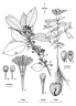 Syzygium claviflorum