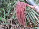 Oenocarpus mapora
