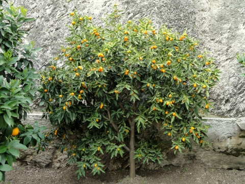 Fortunella japonica