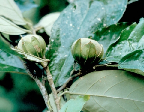 Quararibea pterocalyx