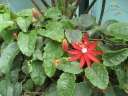 Passiflora coccinea