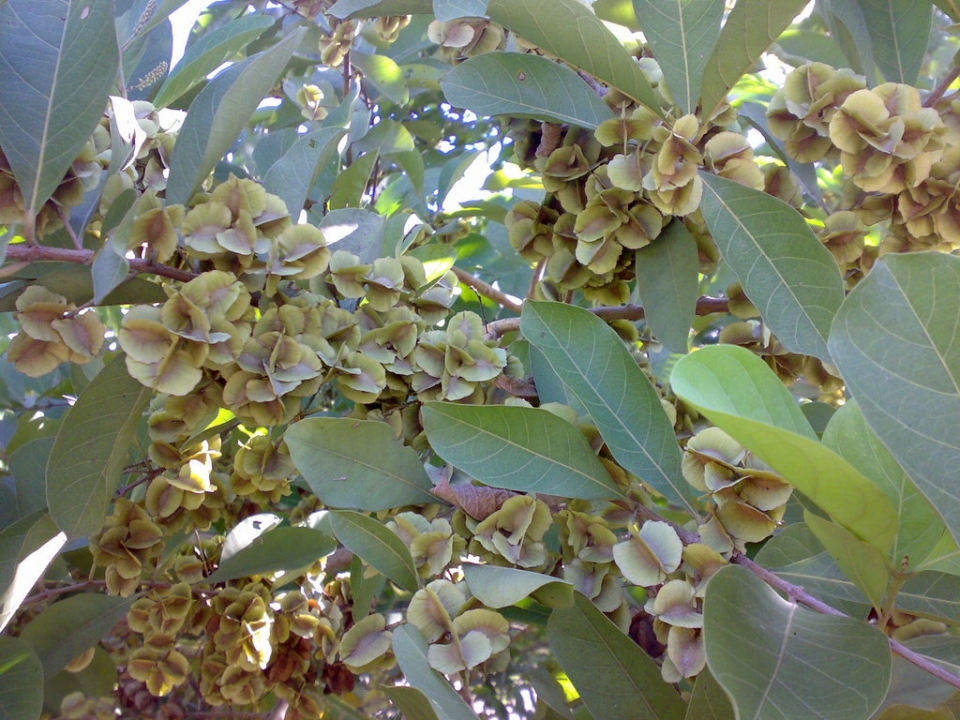 Combretum quadrangulare