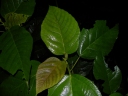 Myriocarpa longipes