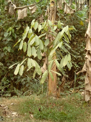 Allanblackia parviflora