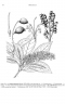 Helicia cochinchinensis
