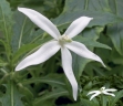 Hippobroma longiflora