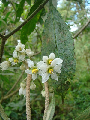 Solanum rugosum