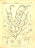 Heliotropium zeylanicum