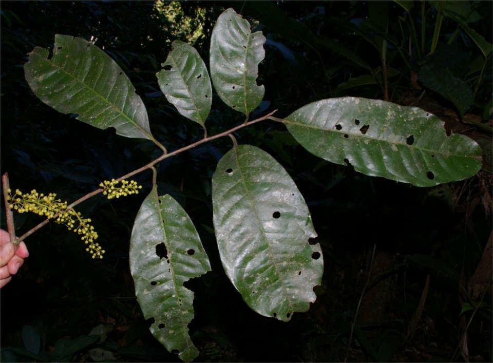 Iryanthera juruensis