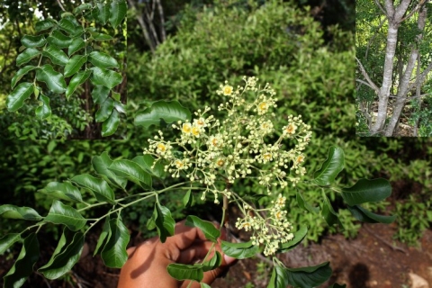 Diplokeleba floribunda