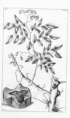 Dalbergia parviflora