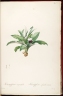 Kaempferia angustifolia