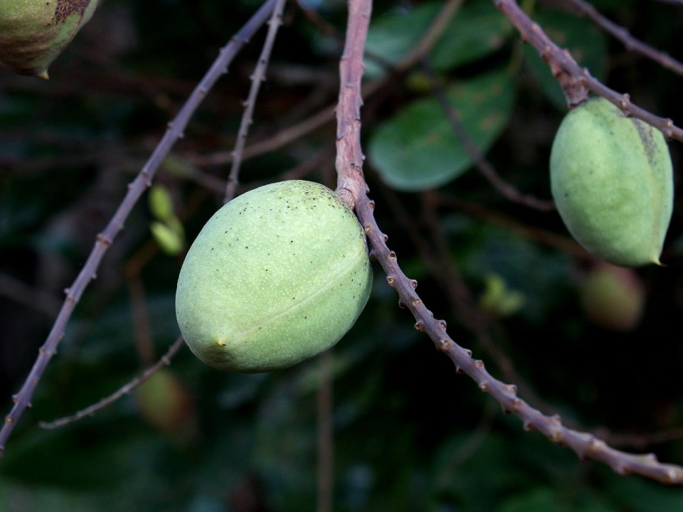 Andira vermifuga