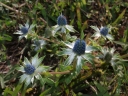 Eryngium carlinae