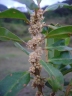 Myrsine coriacea