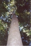 Gmelina leichhardtii