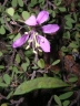 Bauhinia grandidieri