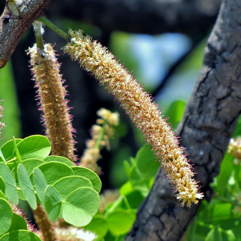 Stryphnodendron adstringens