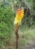 Kniphofia foliosa