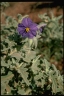 Solanum chippendalei
