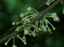 Garcinia macrophylla