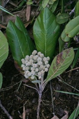 Nuxia sphaerocephala