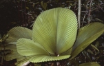 Licuala orbicularis