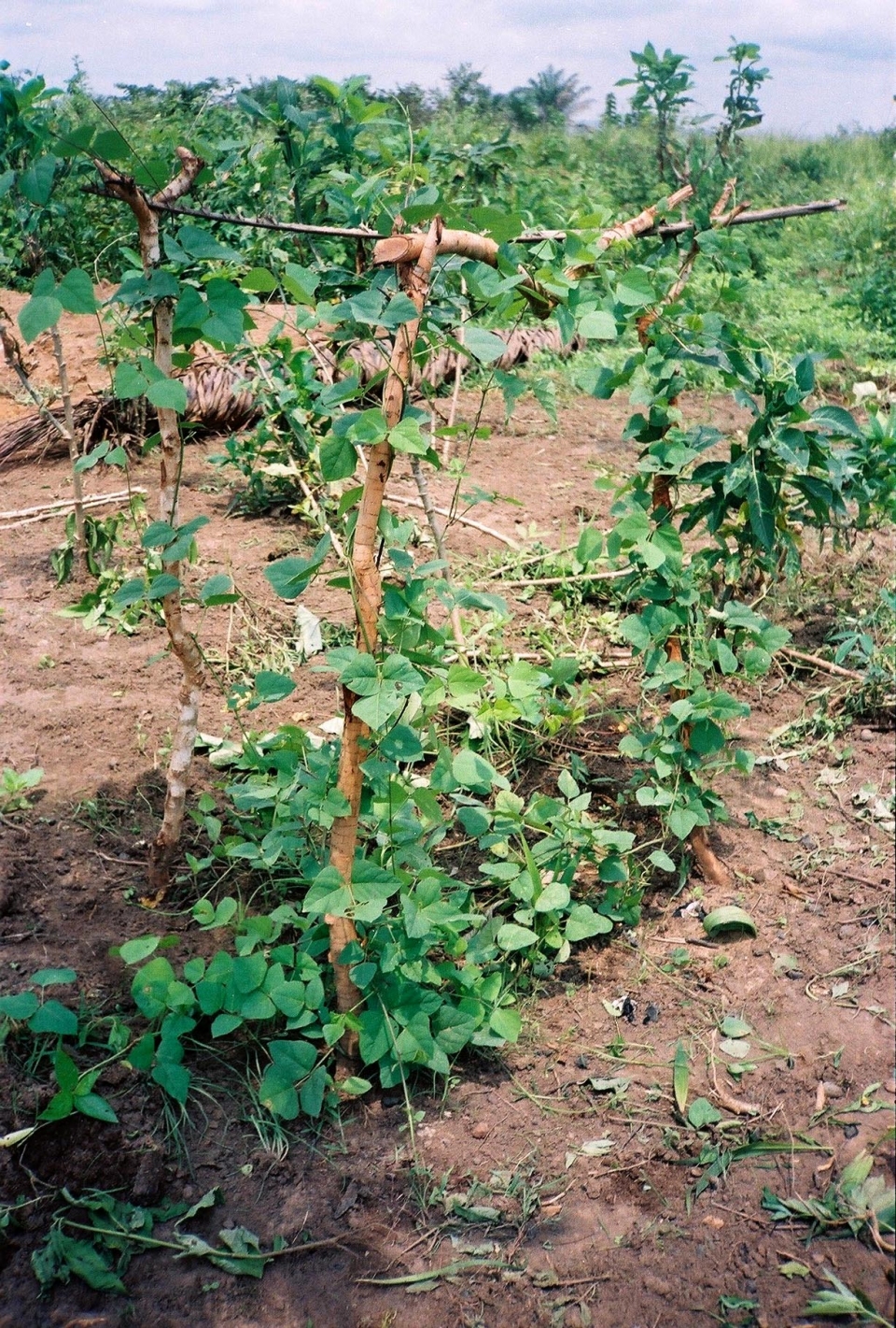 Psophocarpus scandens