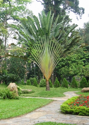 Ravenala madagascariensis Travelers Palm Pint Plant - Georgia Vines