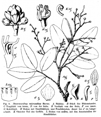 Stemonocoleus micranthus