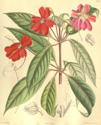 Impatiens hawkeri