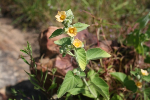 Abutilon pannosum