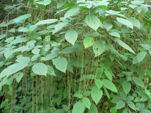 Acalypha psilostachya